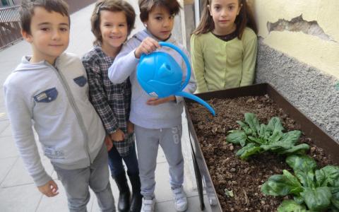 Tastem hort Primer Cicle